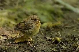 Attēlu rezultāti vaicājumam “Erithacus rubecula juvenile”