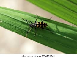 Attēlu rezultāti vaicājumam “Leptura quadrifasciata”