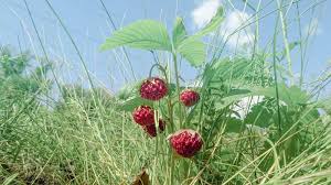 Attēlu rezultāti vaicājumam “Fragaria viridis”