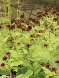 Image result for Telekia speciosa