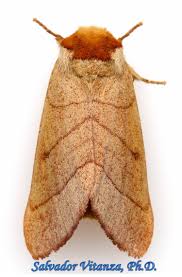 Attēlu rezultāti vaicājumam “Notodontidae”