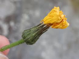 Attēlu rezultāti vaicājumam “Hieracium vulgatum bud”