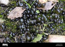 Attēlu rezultāti vaicājumam “Nostoc commune cells”