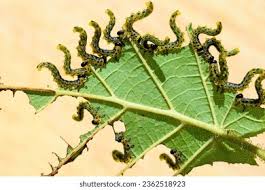 Attēlu rezultāti vaicājumam “Pristiphora maesta larva”