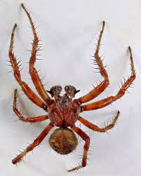 Attēlu rezultāti vaicājumam “Araneus quadratus male”