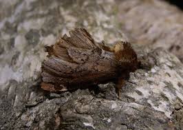 Attēlu rezultāti vaicājumam “Odontosia carmelita”