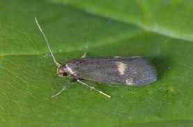 Attēlu rezultāti vaicājumam “Borkhausenia minutella”