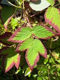 Attēlu rezultāti vaicājumam “Rubus idaeus leaf”