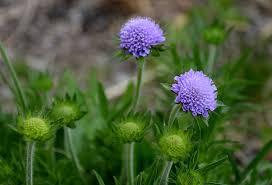 Image result for Knautia arvensis