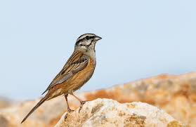 Image result for Emberiza cia