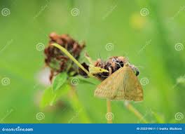 Attēlu rezultāti vaicājumam “Sitochroa verticalis”