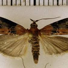 Attēlu rezultāti vaicājumam “Sciota adelphella”