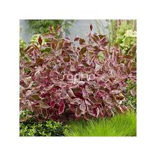 Attēlu rezultāti vaicājumam “Cornus alba”