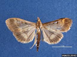 Attēlu rezultāti vaicājumam “Ostrinia nubilalis”