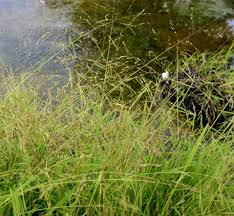 Attēlu rezultāti vaicājumam “Leersia oryzoides”