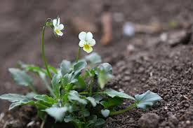 Attēlu rezultāti vaicājumam “Viola arvensis”