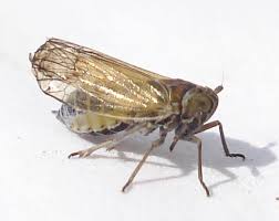 Attēlu rezultāti vaicājumam “Javesella pellucida”