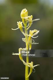 Attēlu rezultāti vaicājumam “Liparis loeselii flower”