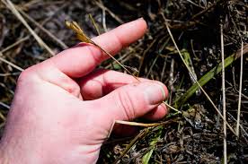 Attēlu rezultāti vaicājumam “Liparis loeselii fruit”