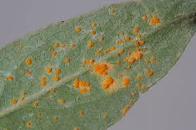 Attēlu rezultāti vaicājumam “Pucciniales”