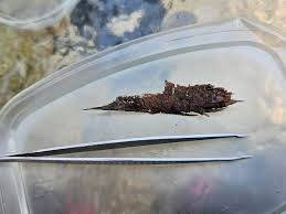 Attēlu rezultāti vaicājumam “Arcyria globosa”