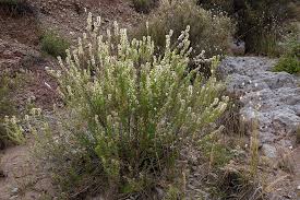 Attēlu rezultāti vaicājumam “Cirsium x rigens”