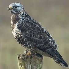 Attēlu rezultāti vaicājumam “Buteo lagopus adult”