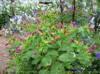 Prelude Medicinal Plants
