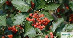 Attēlu rezultāti vaicājumam “Sorbus intermedia leaf”