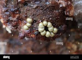 Attēlu rezultāti vaicājumam “Trichia crateriformis”