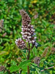 Attēlu rezultāti vaicājumam “Mentha x piperita leaf”