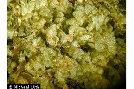 Attēlu rezultāti vaicājumam “Calypogeia neesiana”