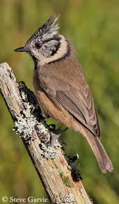 Attēlu rezultāti vaicājumam “Lophophanes cristatus adult”