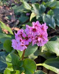 Attēlu rezultāti vaicājumam “Bergenia crassifolia”