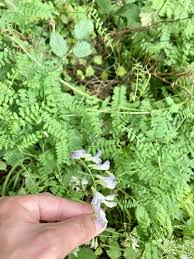 Attēlu rezultāti vaicājumam “Vicia sylvatica”