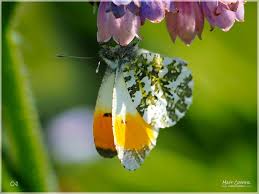 Attēlu rezultāti vaicājumam “Anthocharis cardamines male”