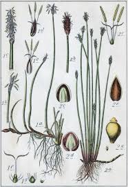 Attēlu rezultāti vaicājumam “Eleocharis uniglumis flower”