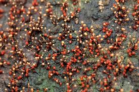 Attēlu rezultāti vaicājumam “Lycogala succineum macro”
