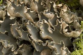 Attēlu rezultāti vaicājumam “Peltigera malacea”