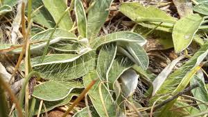 Attēlu rezultāti vaicājumam “Pilosella officinarum leaf”