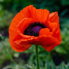 Image result for Papaver orientale