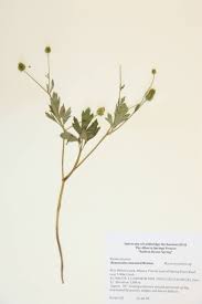 Attēlu rezultāti vaicājumam “Ranunculaceae”