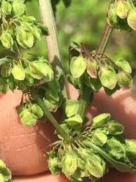 Attēlu rezultāti vaicājumam “Rumex crispus leaf”