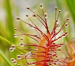 Attēlu rezultāti vaicājumam “Drosera anglica fruit”