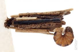 Attēlu rezultāti vaicājumam “Psyche casta larva”