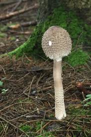 Attēlu rezultāti vaicājumam “Macrolepiota procera”