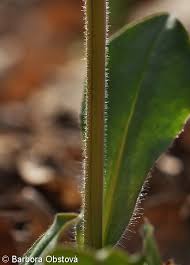 Attēlu rezultāti vaicājumam “Pulmonaria obscura leaf”
