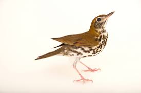 Image result for Hylocichla mustelina