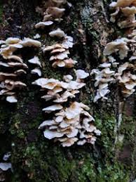 Attēlu rezultāti vaicājumam “Antrodiella semisupina”