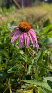 Attēlu rezultāti vaicājumam “Echinacea purpurea flower”